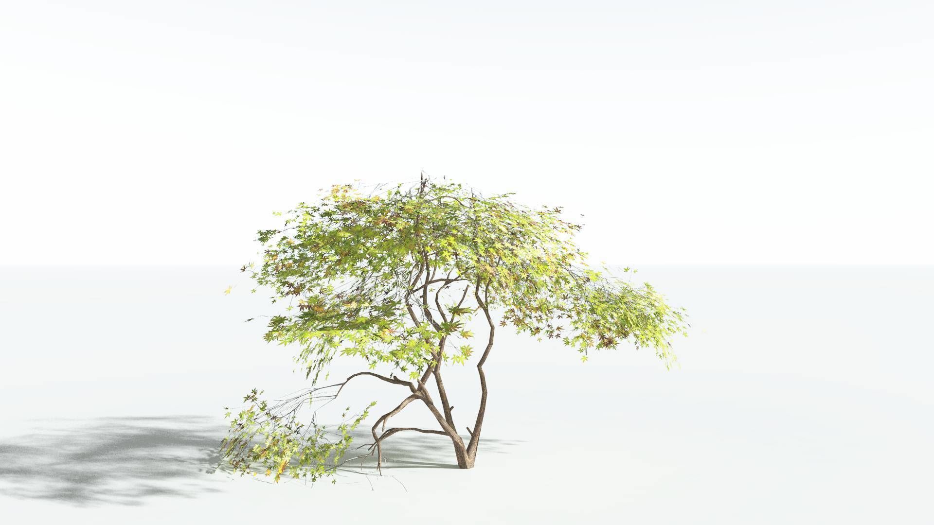EVERYPlant Japanese Maple LowPoly 3 --18 Models-- Low-poly 3D model_13