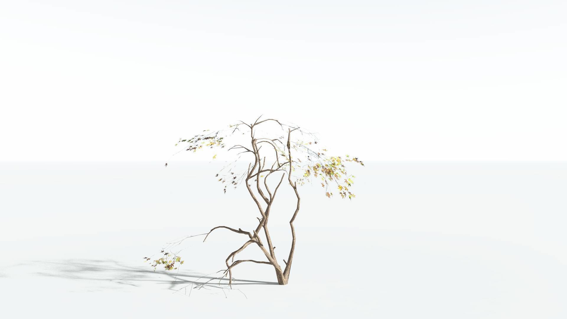 EVERYPlant Japanese Maple LowPoly 3 --18 Models-- Low-poly 3D model_15