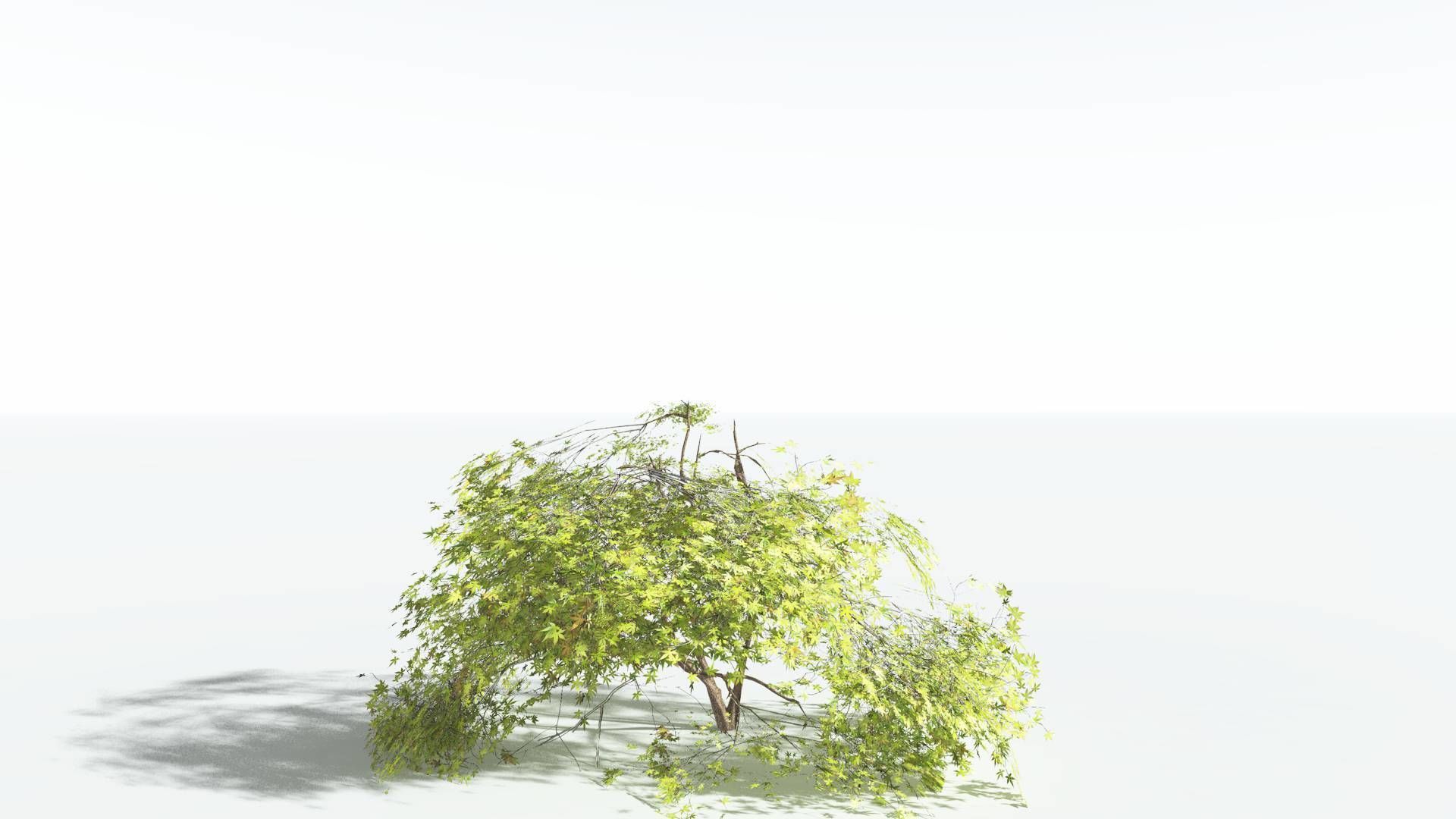 EVERYPlant Japanese Maple LowPoly 3 --18 Models-- Low-poly 3D model_23
