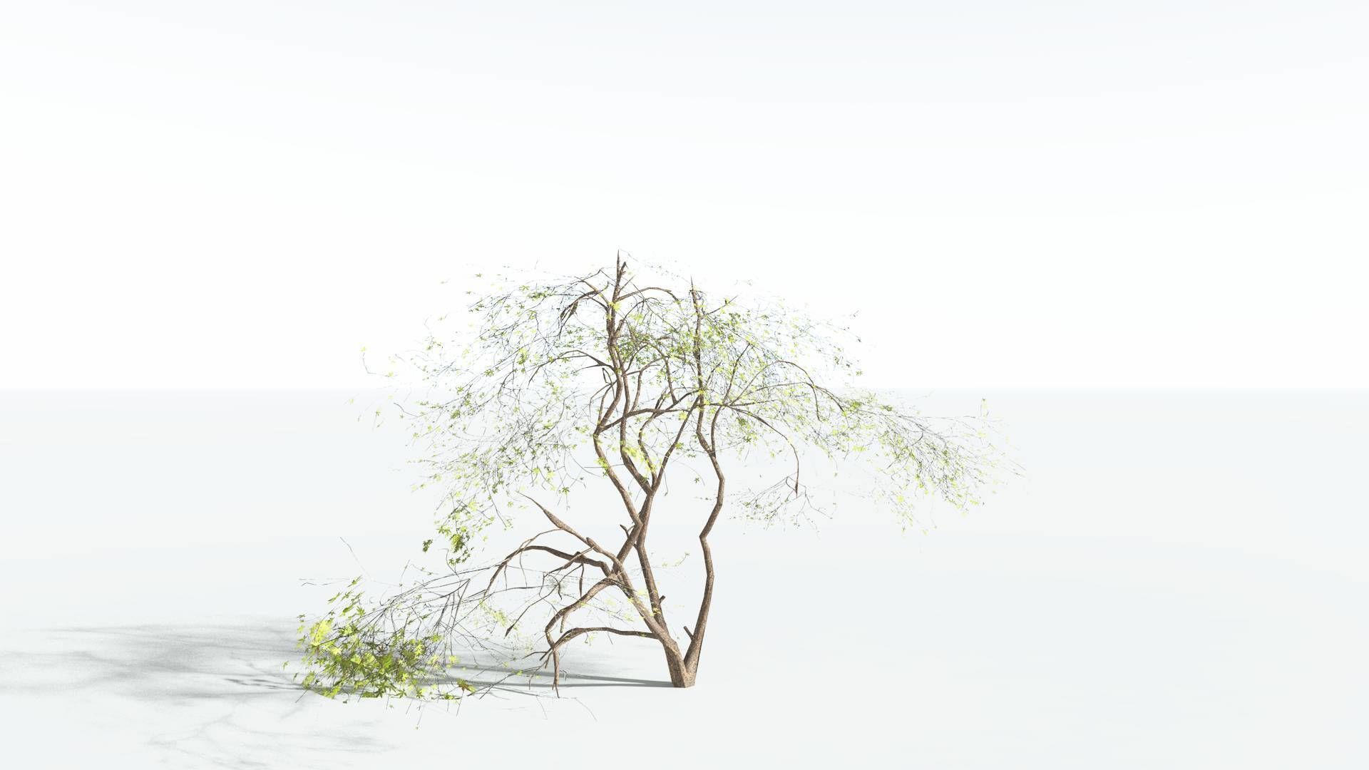 EVERYPlant Japanese Maple LowPoly 3 --18 Models-- Low-poly 3D model_5