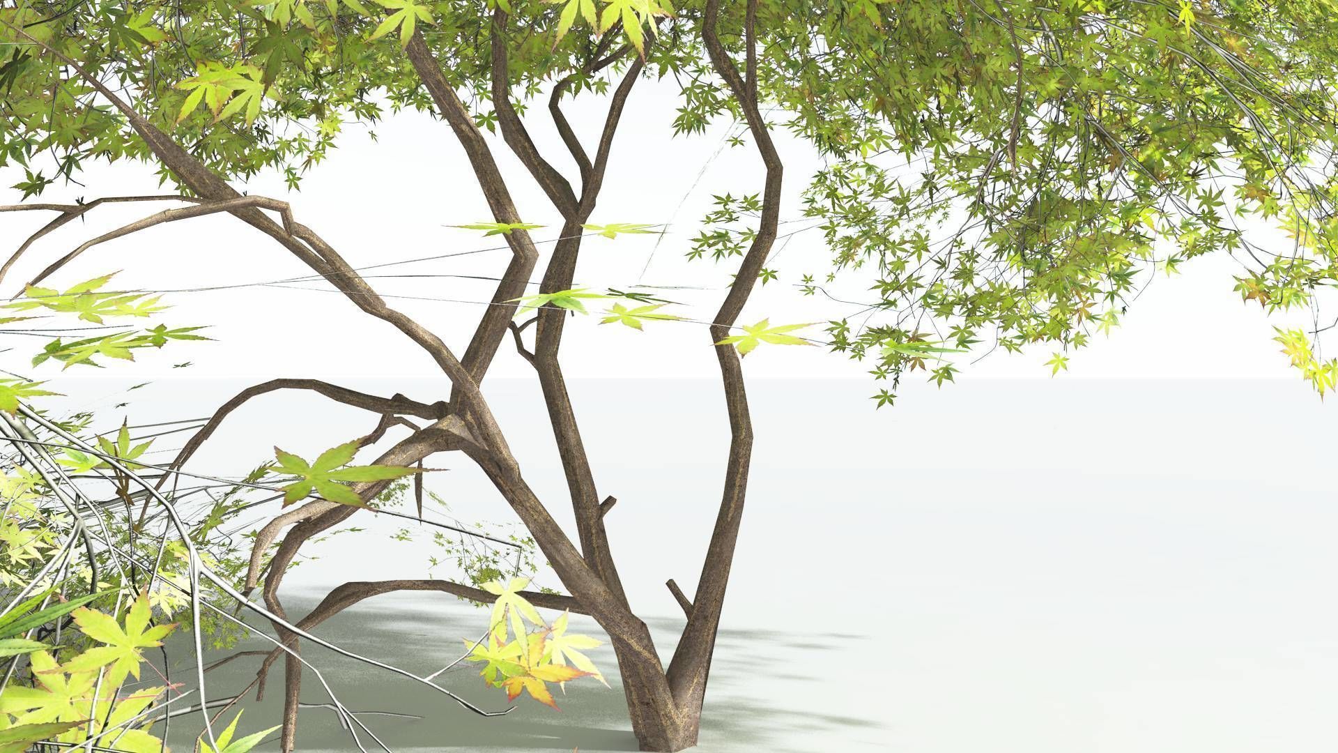EVERYPlant Japanese Maple LowPoly 3 --18 Models-- Low-poly 3D model_12