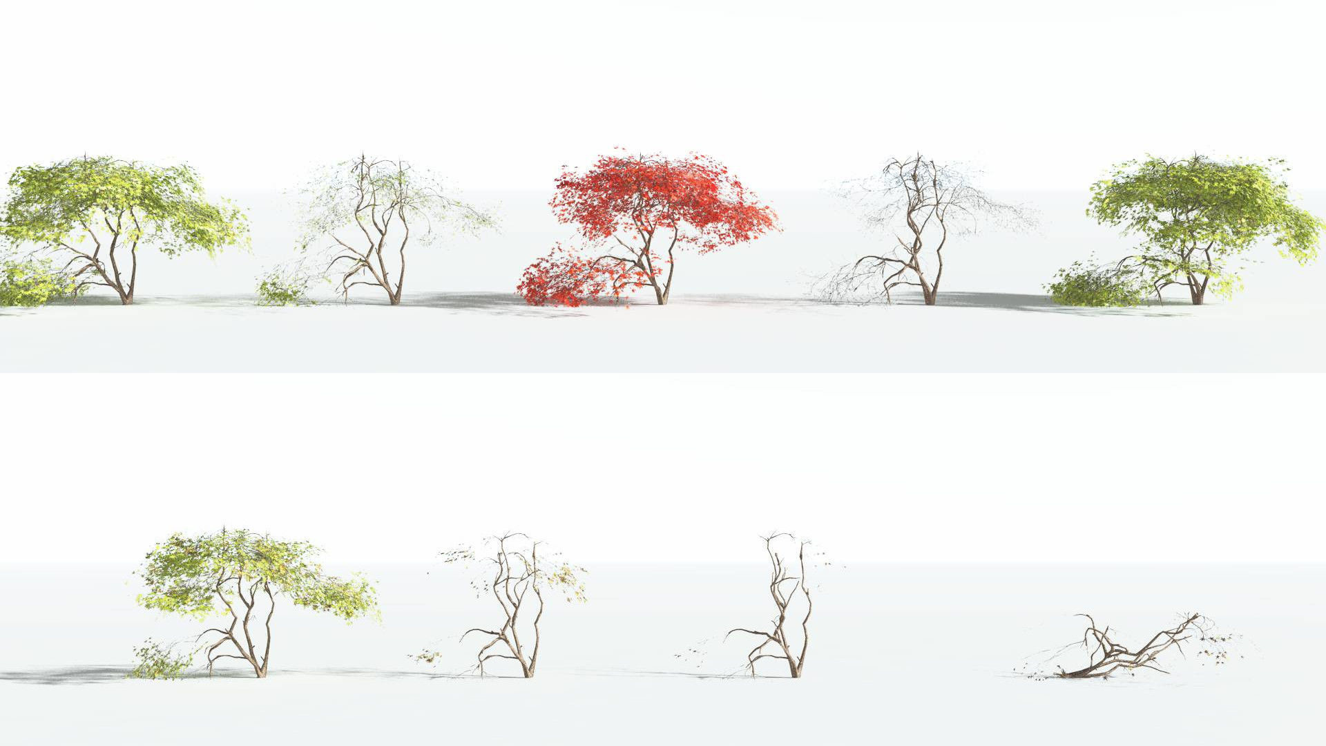EVERYPlant Japanese Maple LowPoly 3 --18 Models-- Low-poly 3D model_1