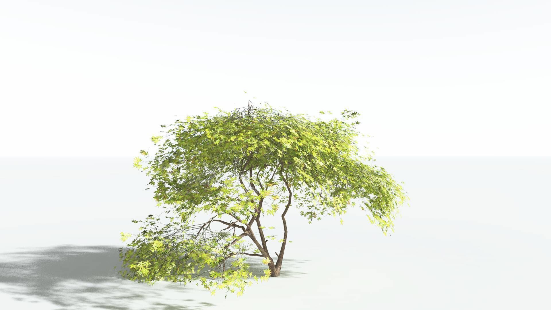 EVERYPlant Japanese Maple LowPoly 3 --18 Models-- Low-poly 3D model_11