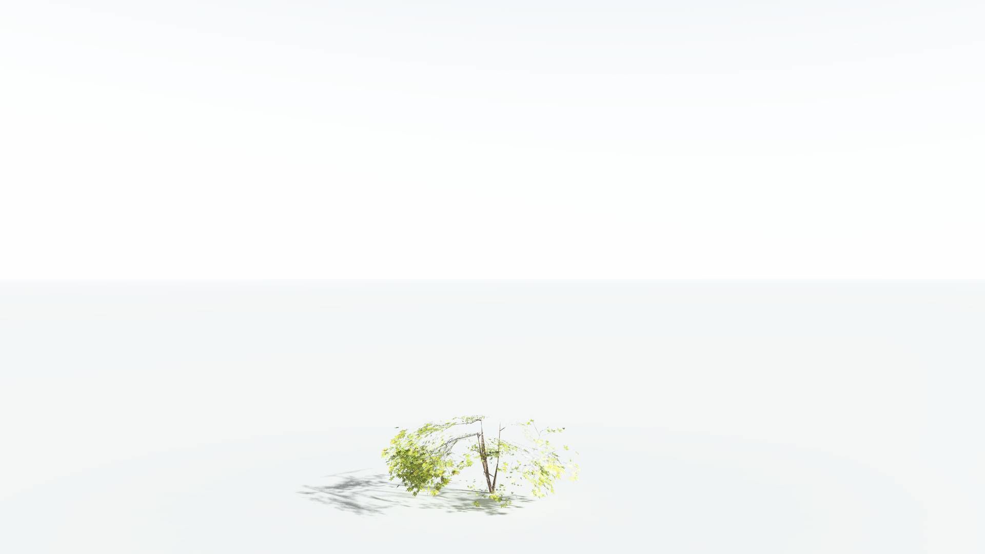 EVERYPlant Japanese Maple LowPoly 3 --18 Models-- Low-poly 3D model_25