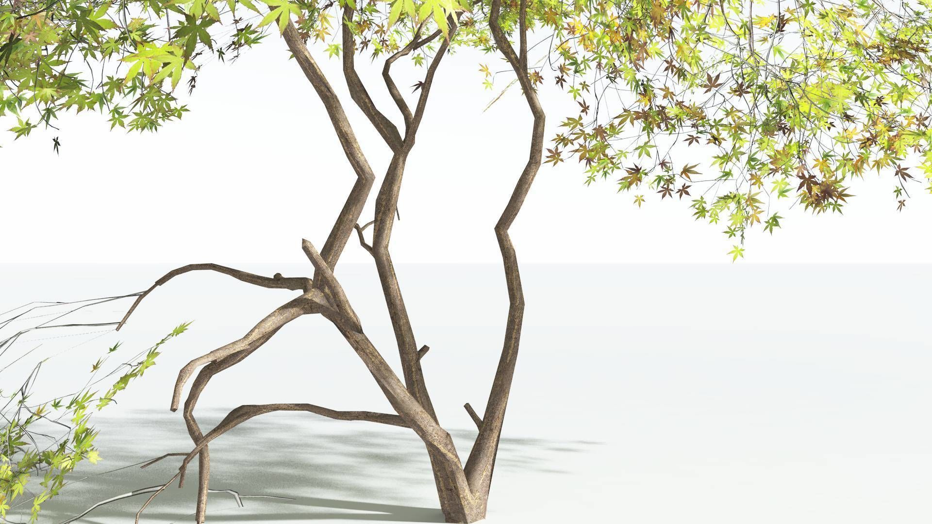 EVERYPlant Japanese Maple LowPoly 3 --18 Models-- Low-poly 3D model_14