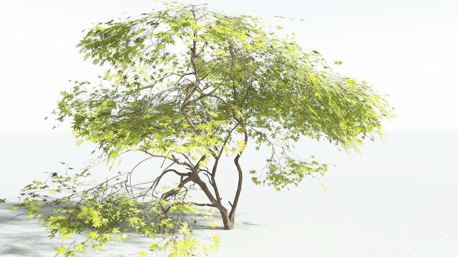 EVERYPlant Japanese Maple LowPoly 3 --18 Models-- Low-poly 3D model_21