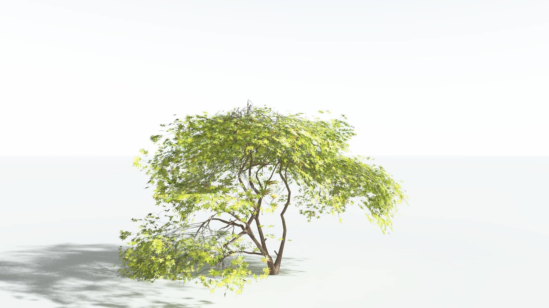 EVERYPlant Japanese Maple LowPoly 3 --18 Models-- Low-poly 3D model_3