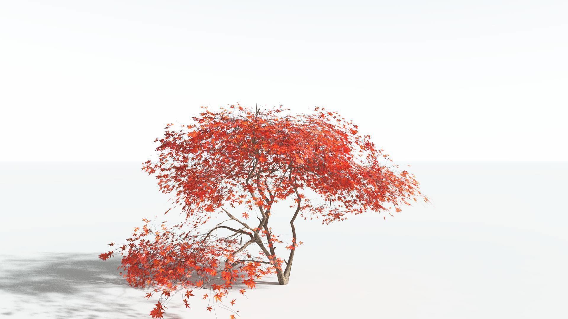 EVERYPlant Japanese Maple LowPoly 3 --18 Models-- Low-poly 3D model_7