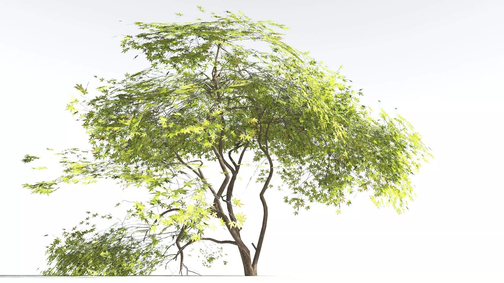 EVERYPlant Japanese Maple LowPoly 3 --18 Models-- Low-poly 3D model_0