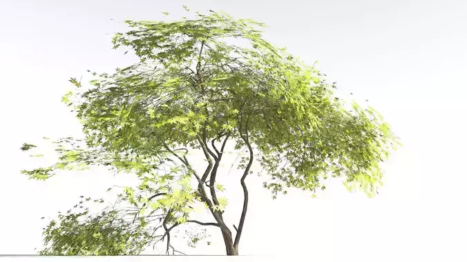 EVERYPlant Japanese Maple LowPoly 3 --18 Models--