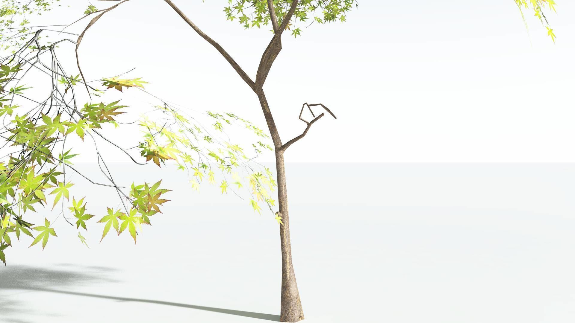 EVERYPlant Japanese Maple LowPoly 3 --18 Models-- Low-poly 3D model_30