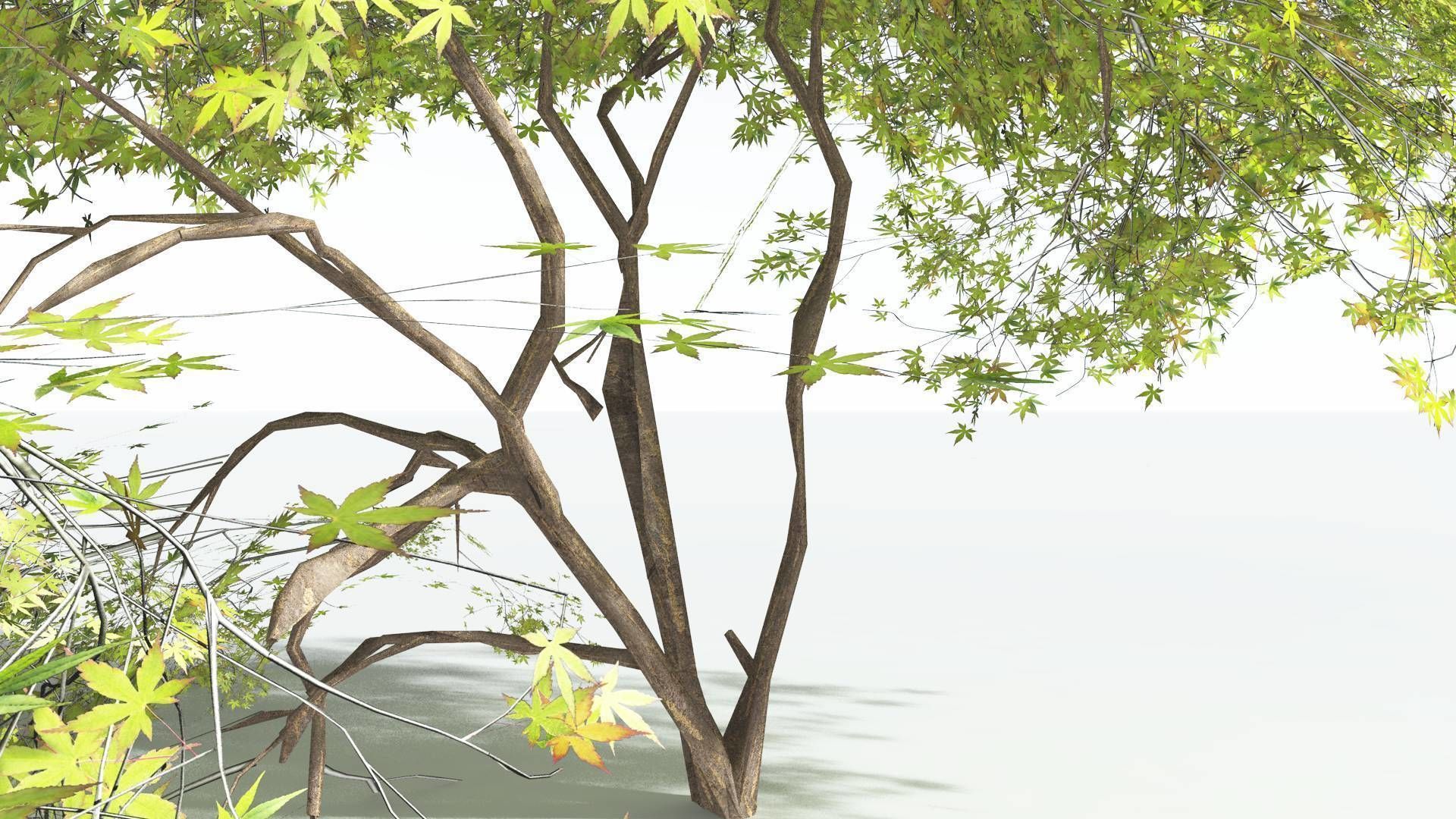 EVERYPlant Japanese Maple LowPoly 3 --18 Models-- Low-poly 3D model_36