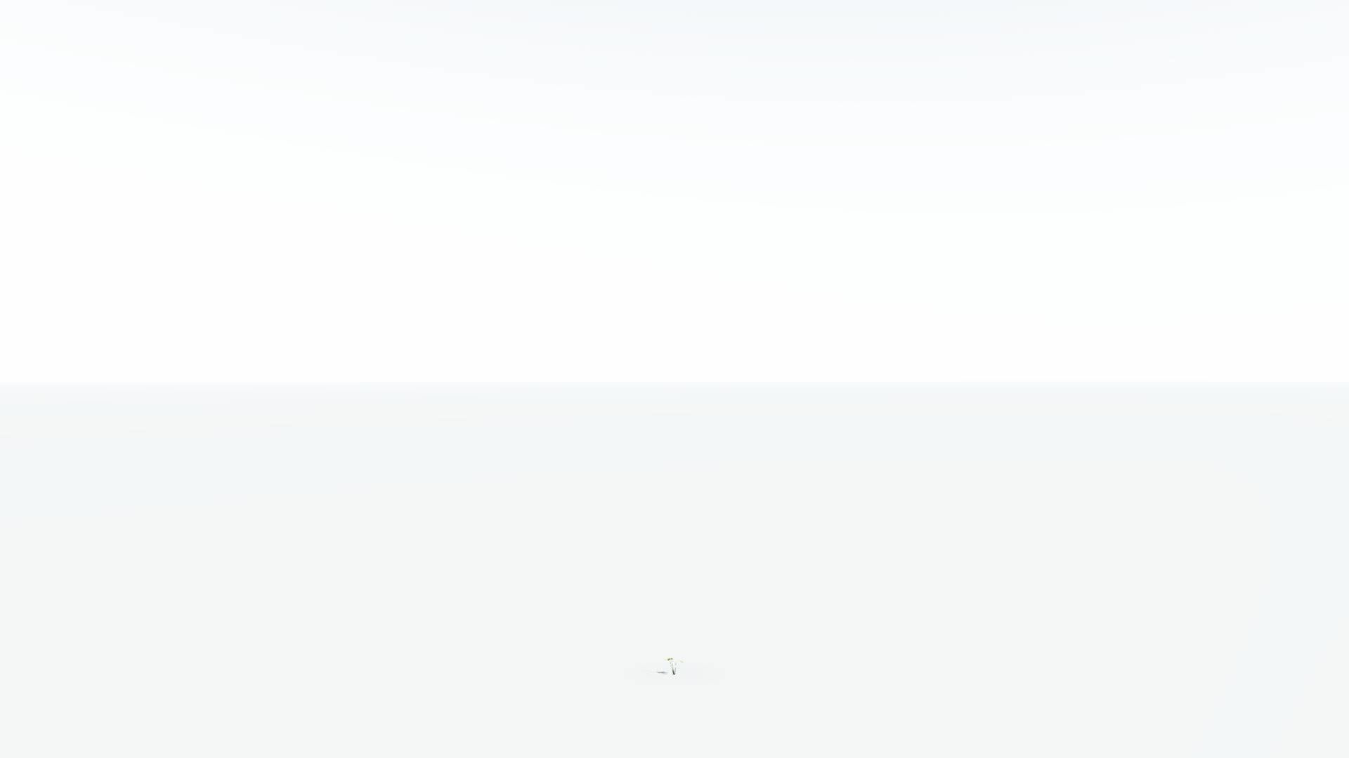 EVERYPlant Japanese Maple LowPoly 3 --18 Models-- Low-poly 3D model_27