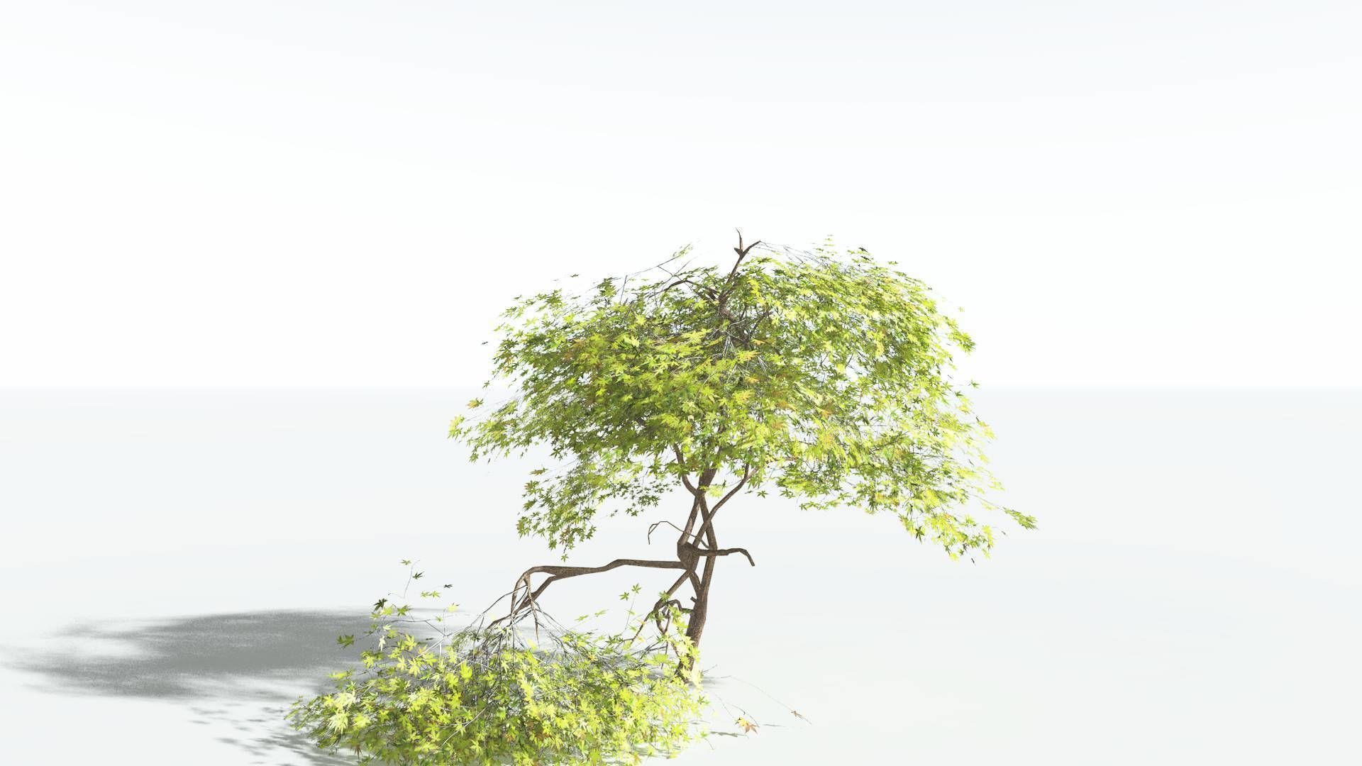 EVERYPlant Japanese Maple LowPoly 3 --18 Models-- Low-poly 3D model_31