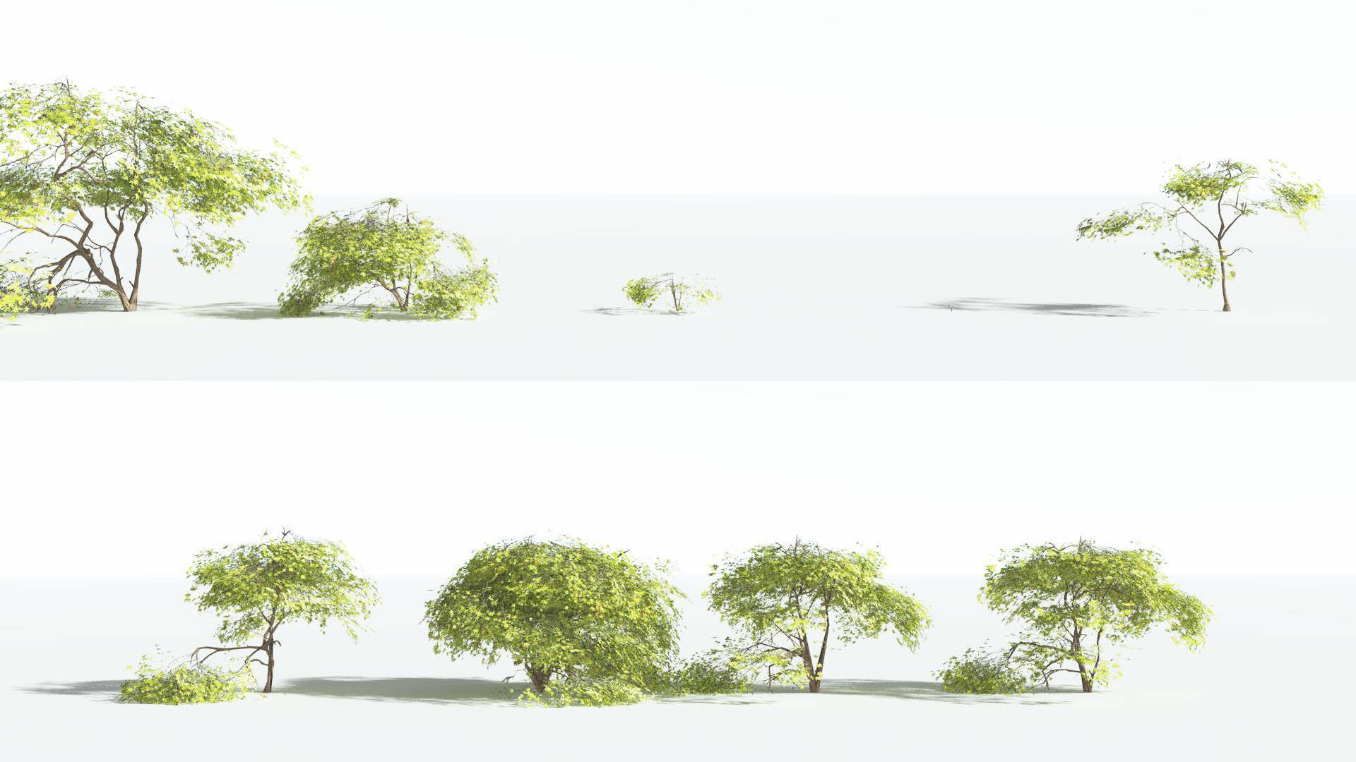 EVERYPlant Japanese Maple LowPoly 3 --18 Models-- Low-poly 3D model_2