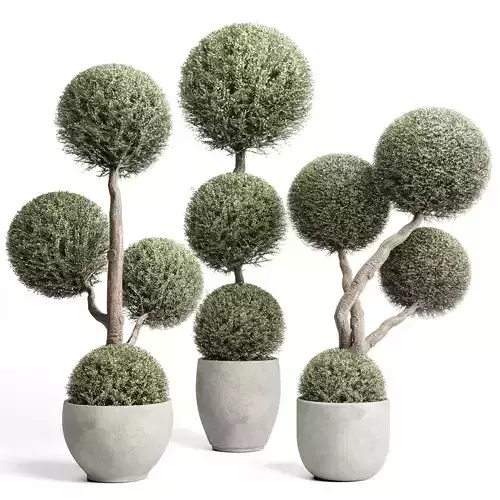 Topiary balls plants - Indoor plants in concrete pot set 454 