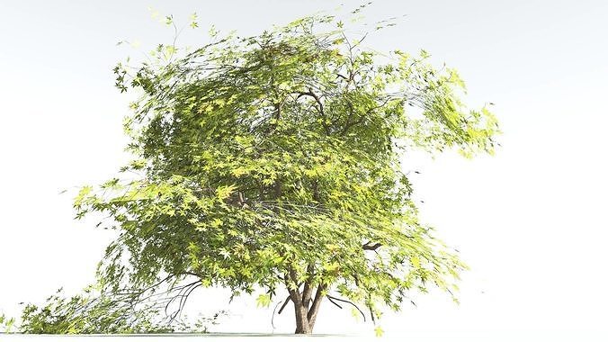 EVERYPlant Japanese Maple LowPoly 4 --18 Models-- Low-poly 3D model