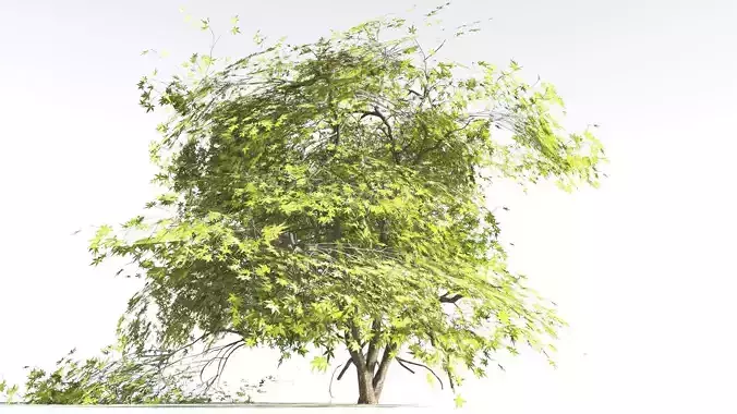 EVERYPlant Japanese Maple LowPoly 4 --18 Models--