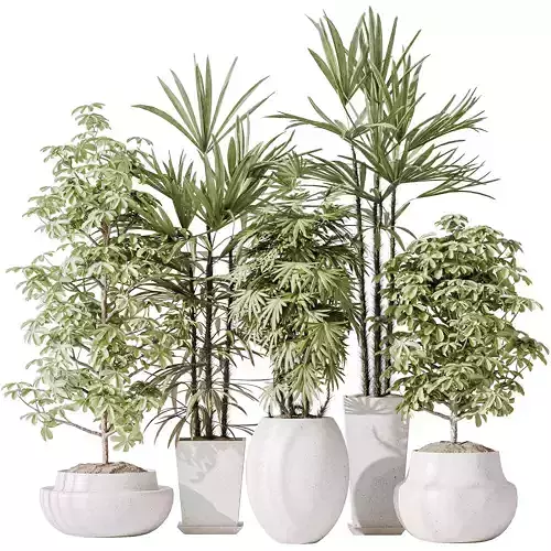 Indoor plant set 35 3D model