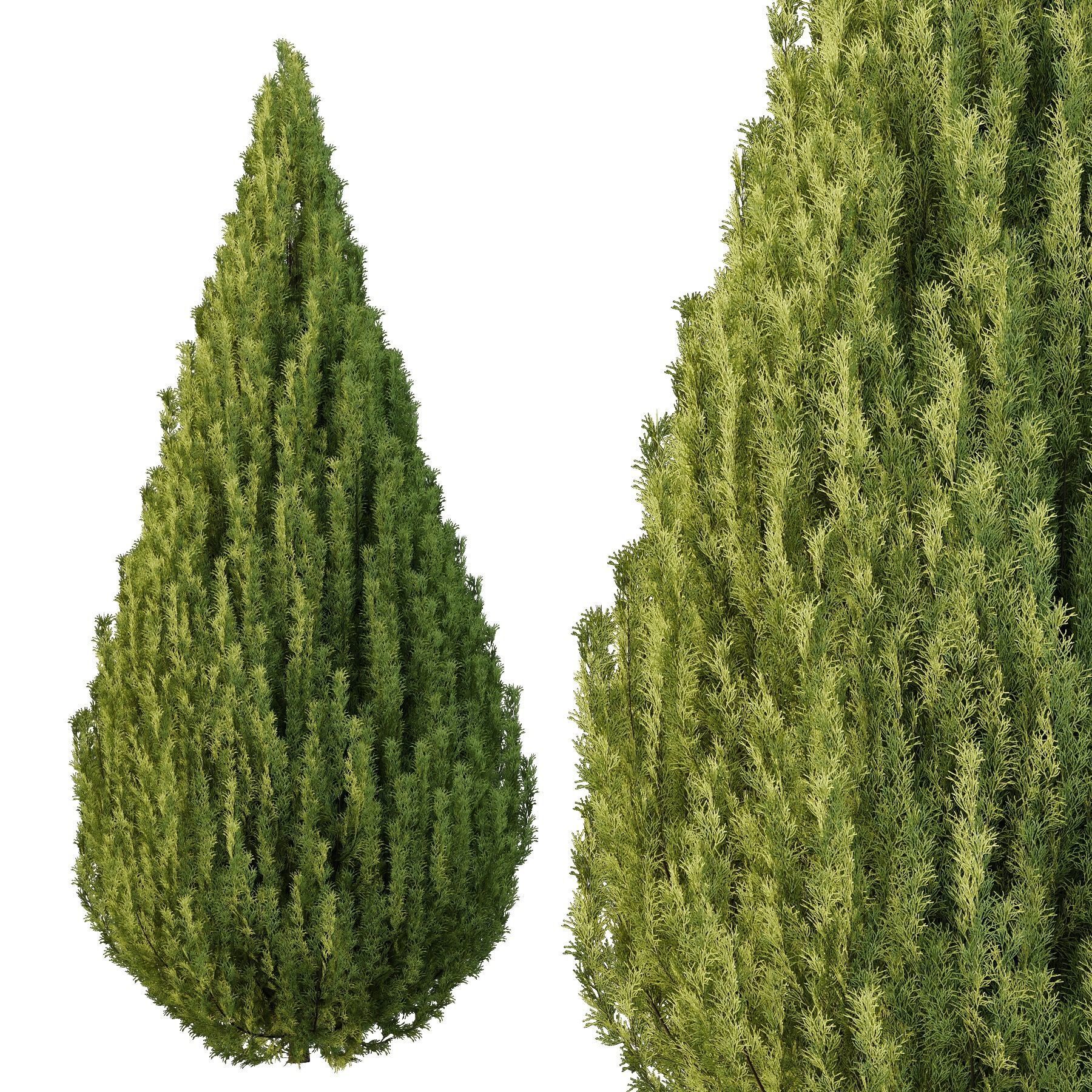 Plants Pine Bush and Tree 3D model_3