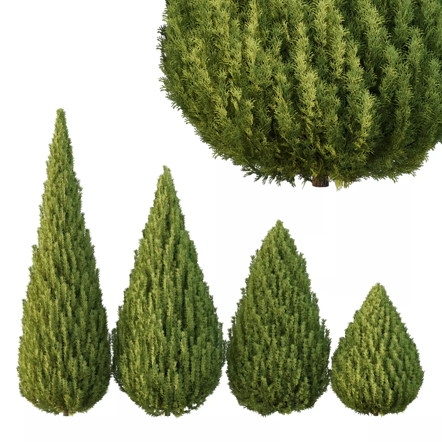 Plants Pine Bush and Tree 3D model_0