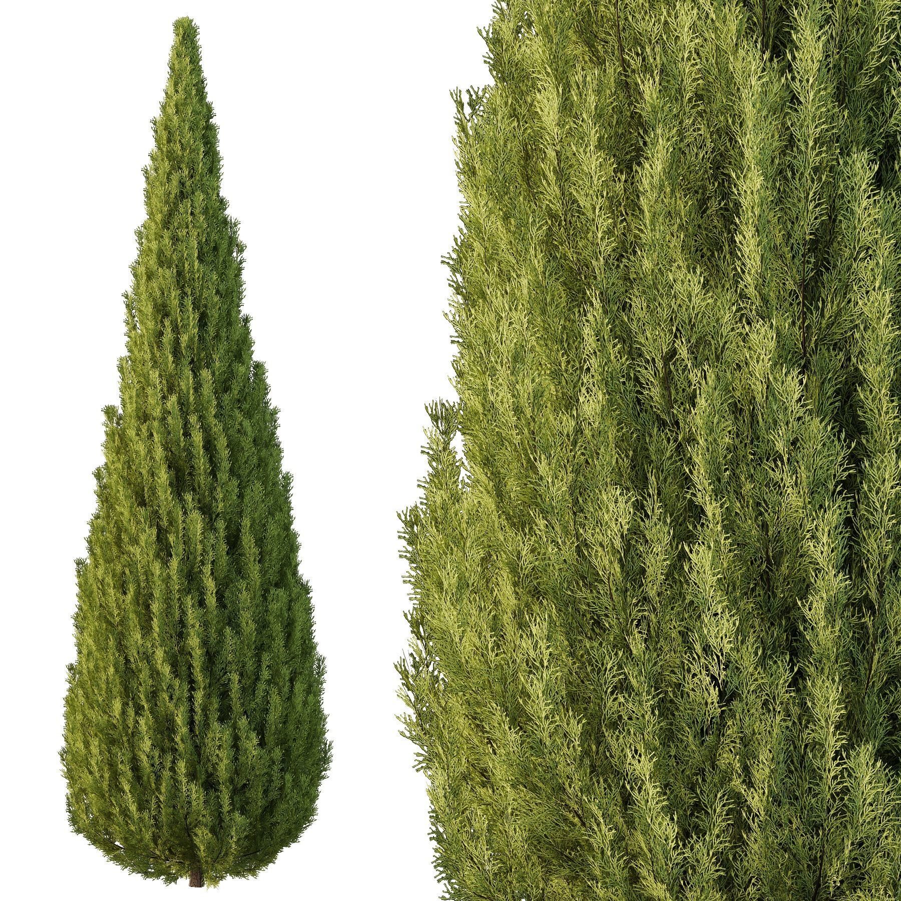 Plants Pine Bush and Tree 3D model_1