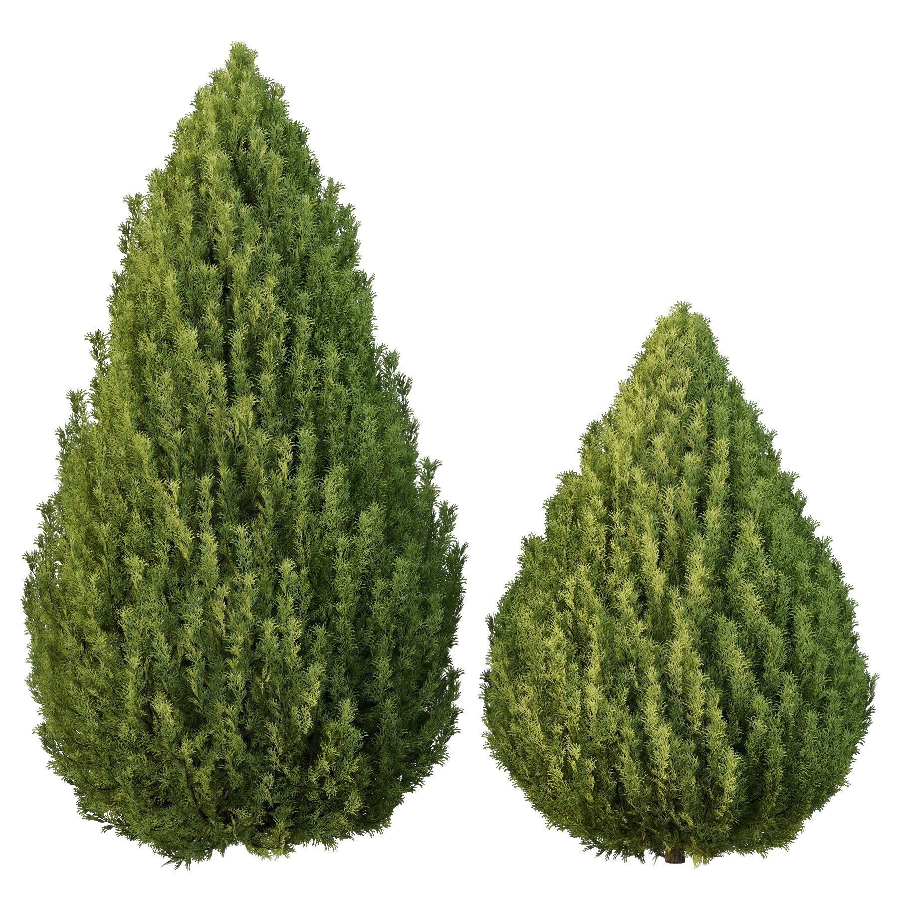 Plants Pine Bush and Tree 3D model_2