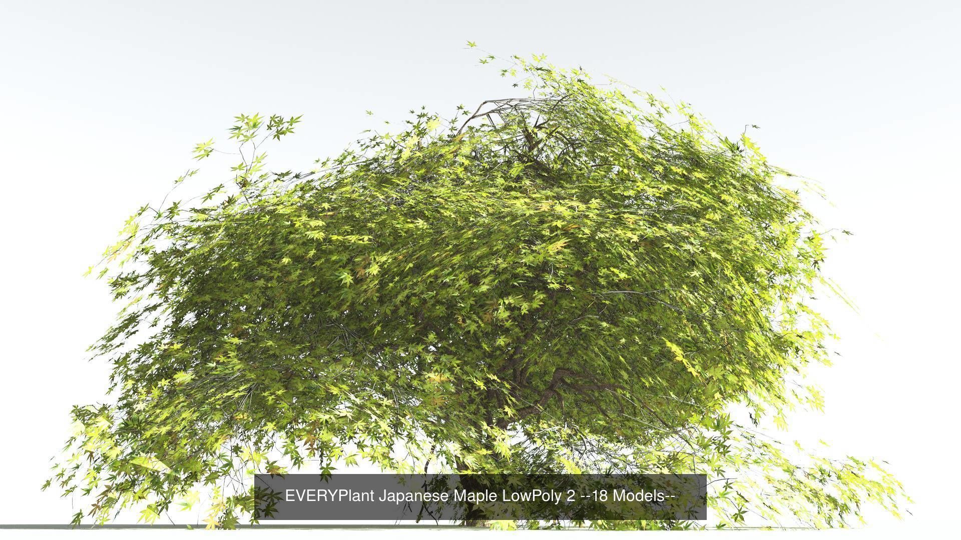EVERYPlant Japanese Maple LowPoly Bundle --72 Models-- 3D Model Collection_2