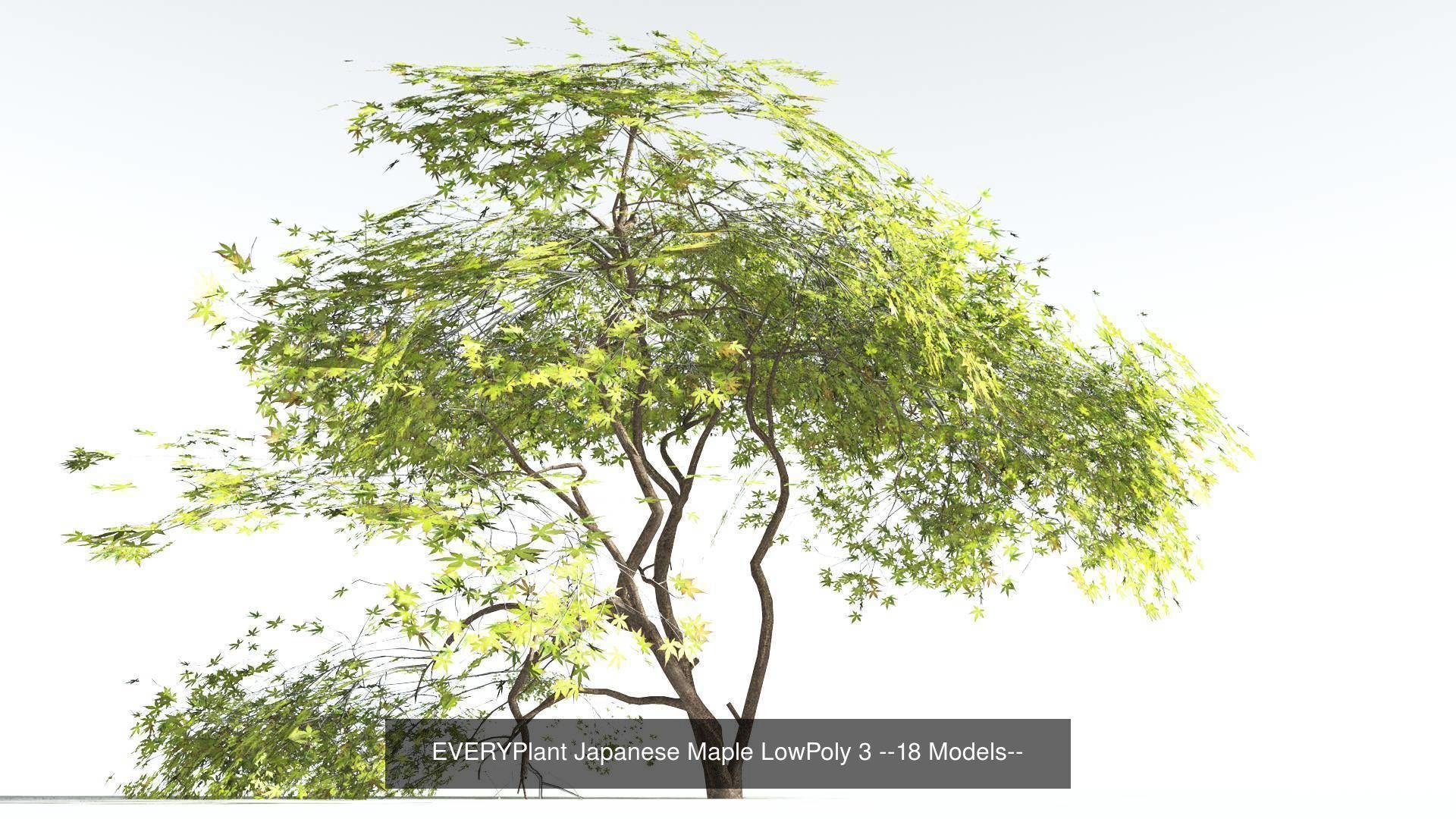 EVERYPlant Japanese Maple LowPoly Bundle --72 Models-- 3D Model Collection_3