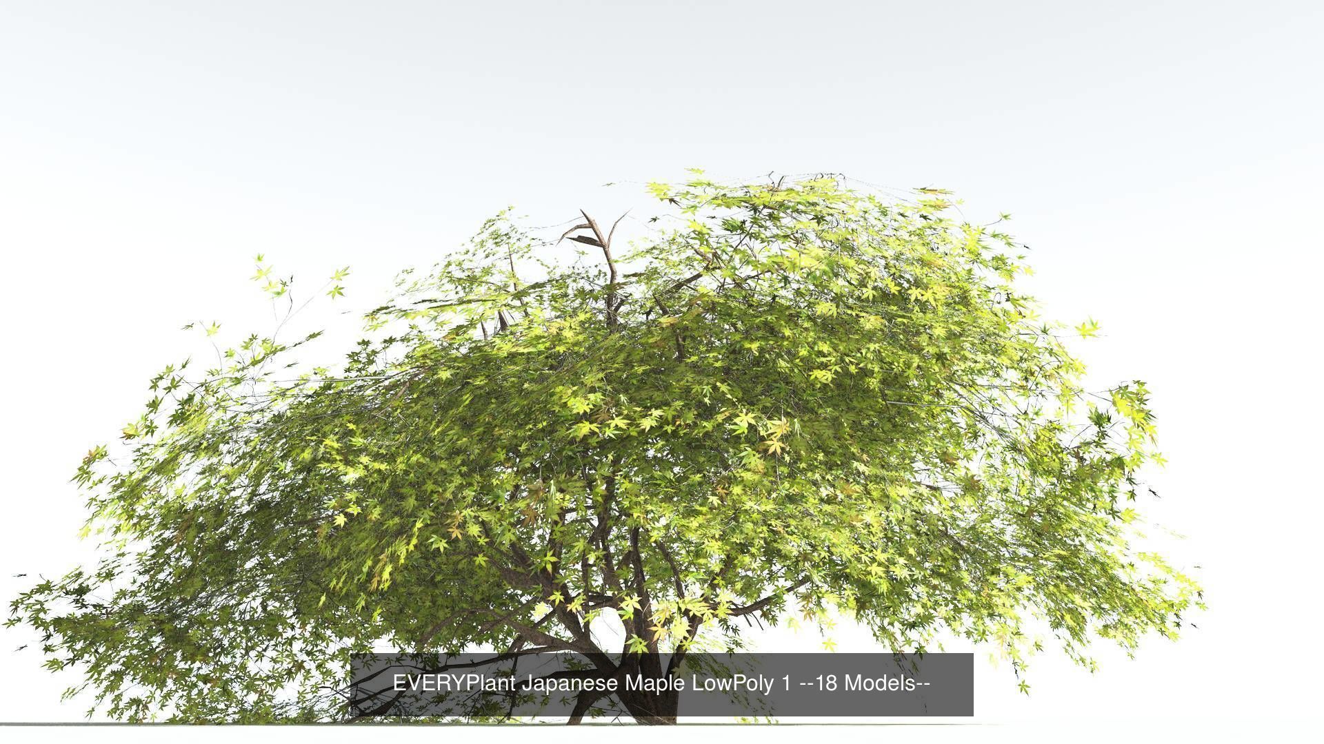EVERYPlant Japanese Maple LowPoly Bundle --72 Models-- 3D Model Collection_1