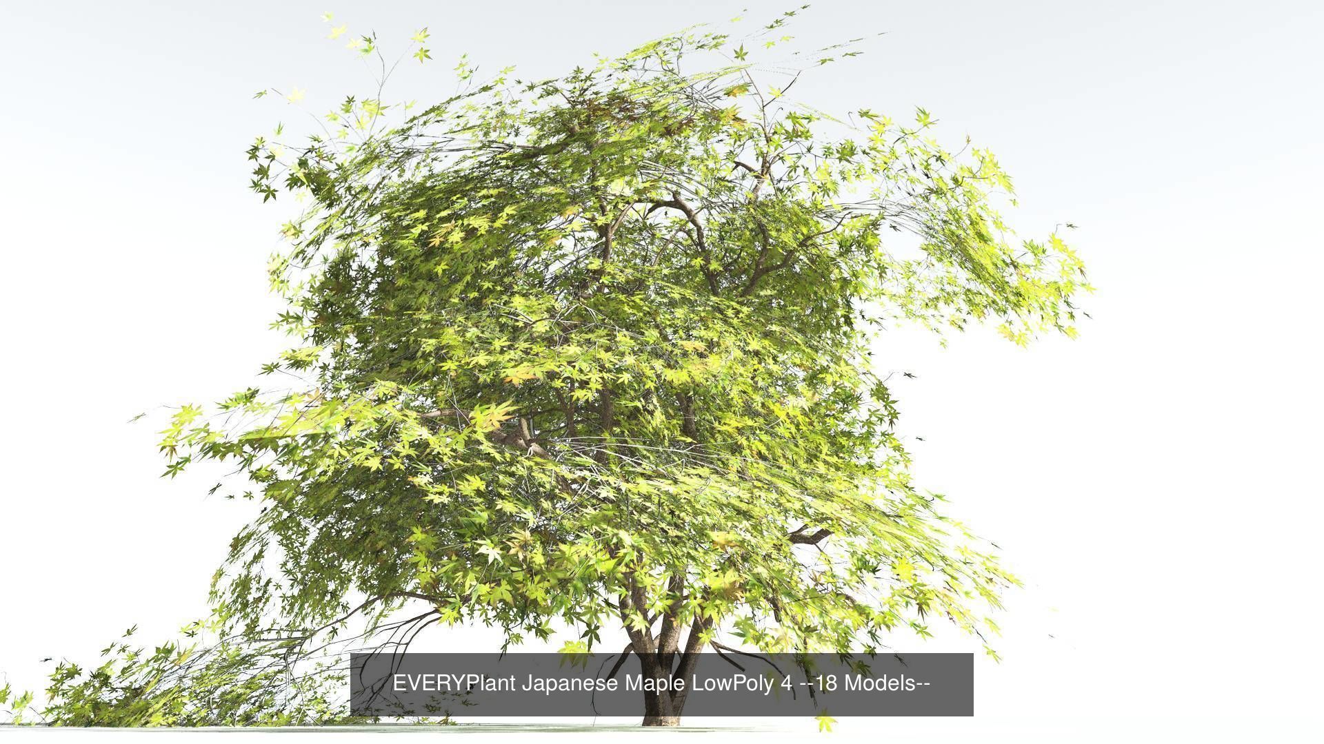 EVERYPlant Japanese Maple LowPoly Bundle --72 Models-- 3D Model Collection_4