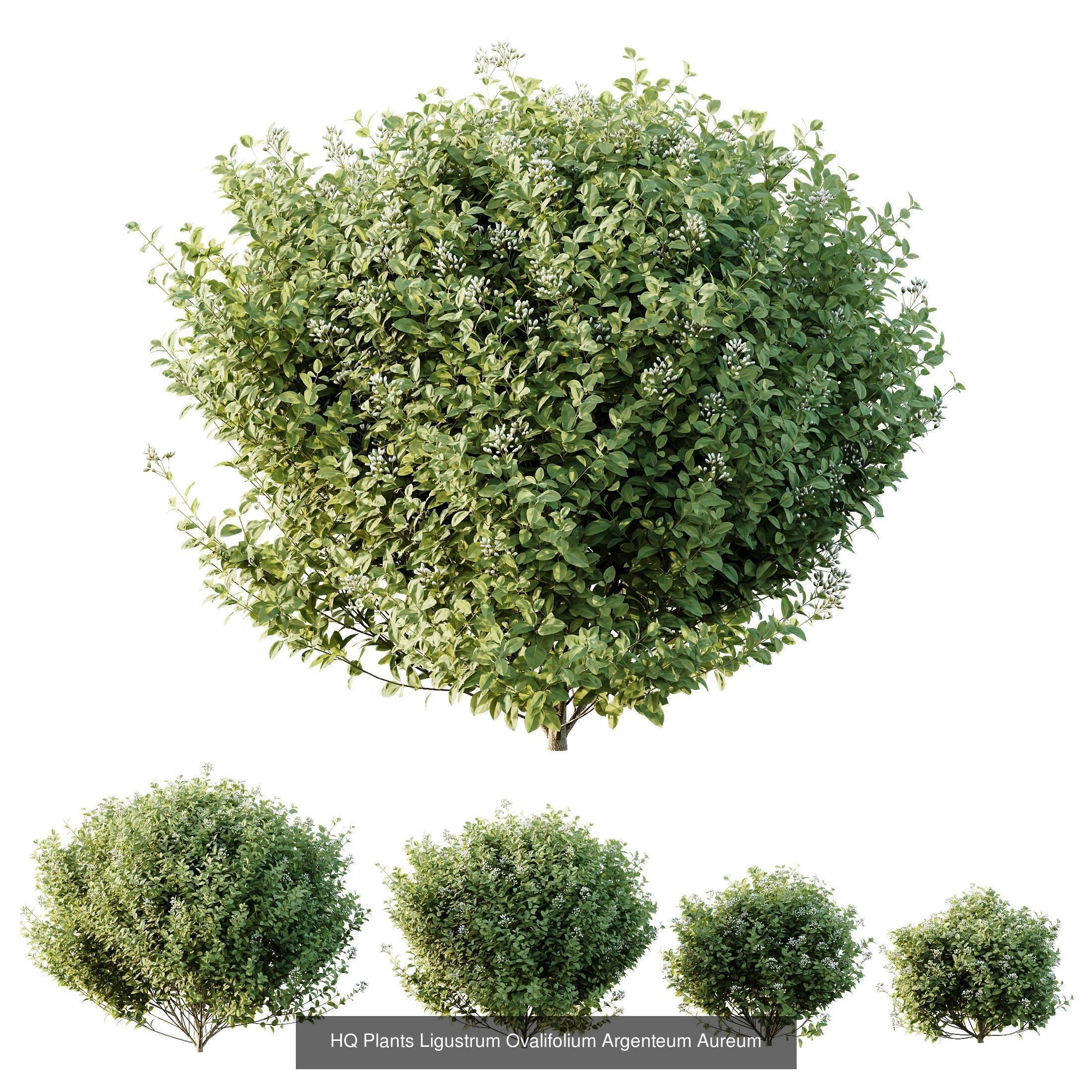 6 Different SETS of Indoor Shrub SET VOL121 3D Model Collection_3