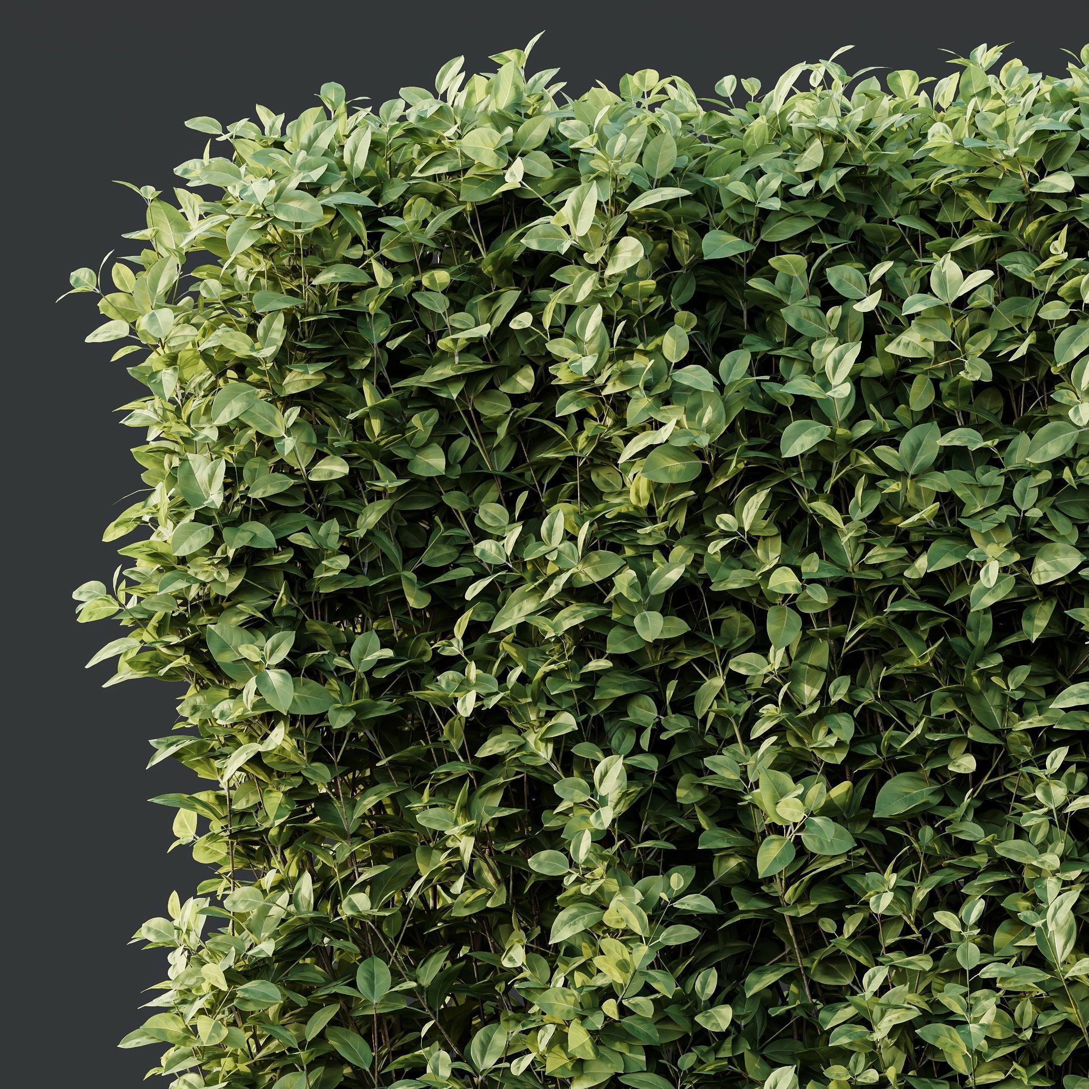 6 Different SETS of Indoor Shrub SET VOL121 3D Model Collection_10