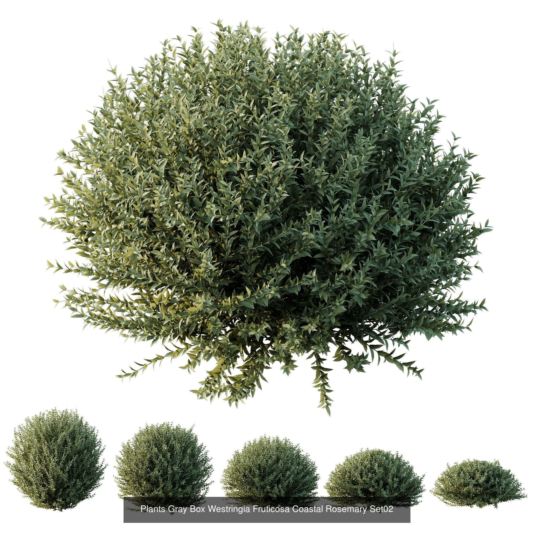 6 Different SETS of Indoor Shrub SET VOL121 3D Model Collection_4