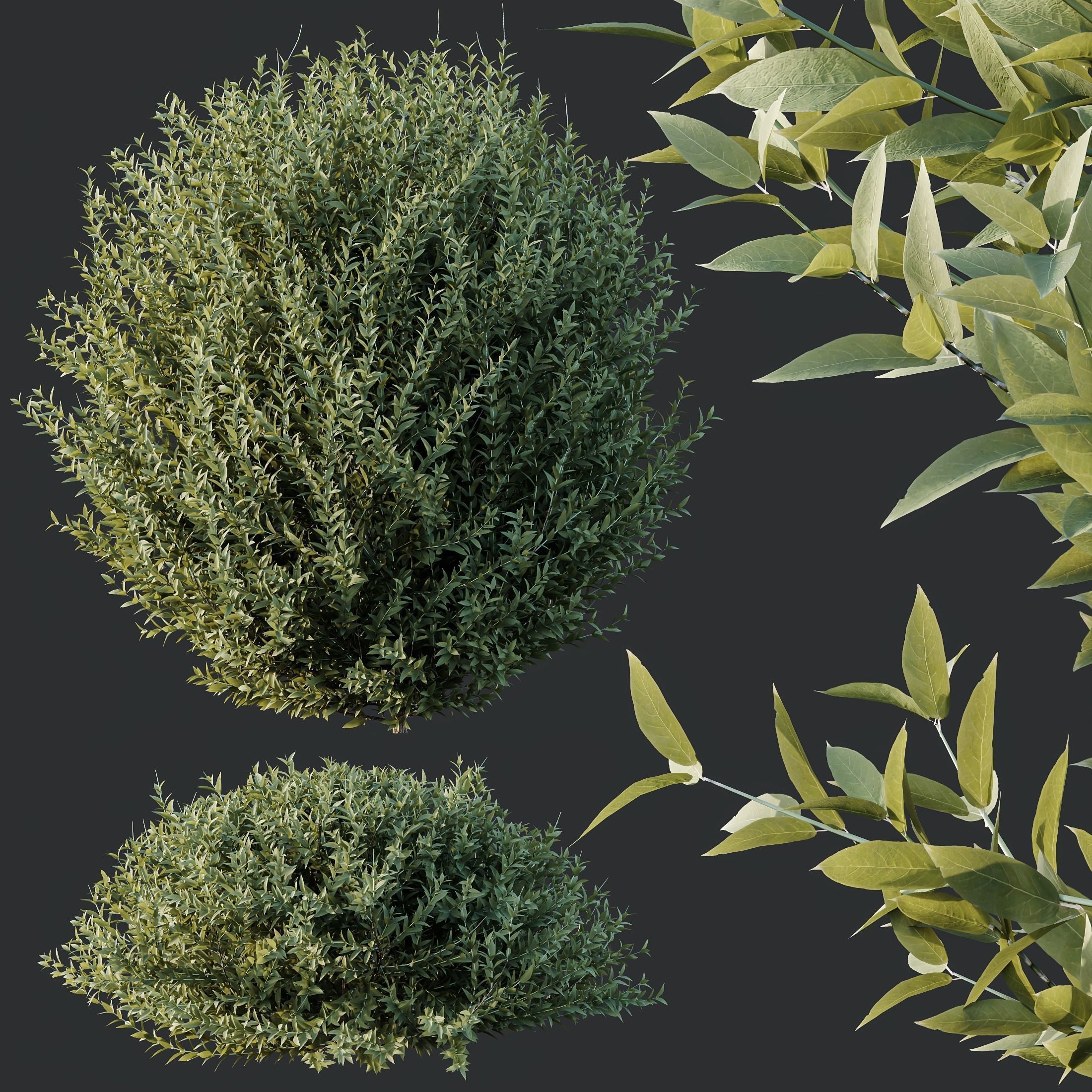 6 Different SETS of Indoor Shrub SET VOL121 3D Model Collection_8