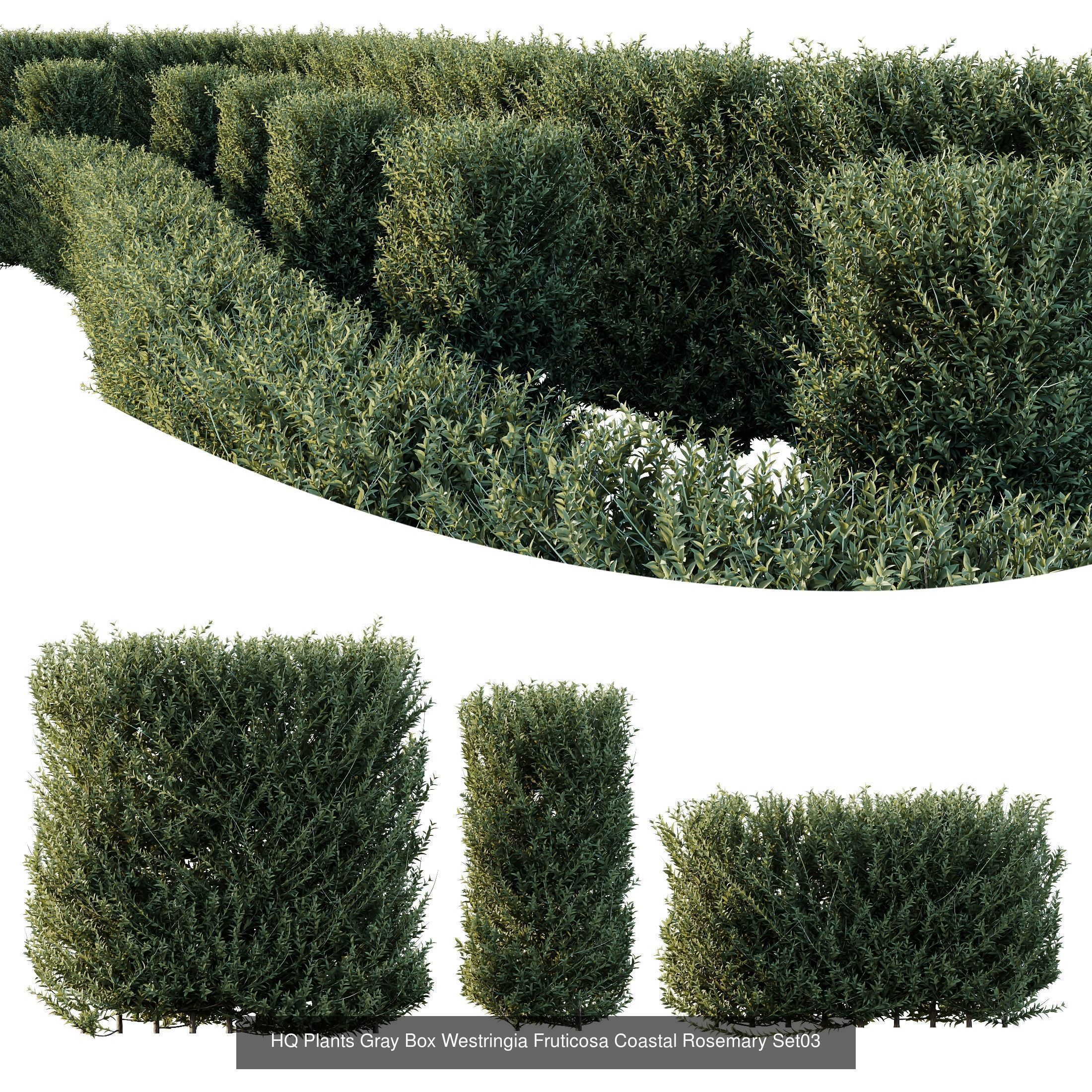 6 Different SETS of Indoor Shrub SET VOL121 3D Model Collection_7