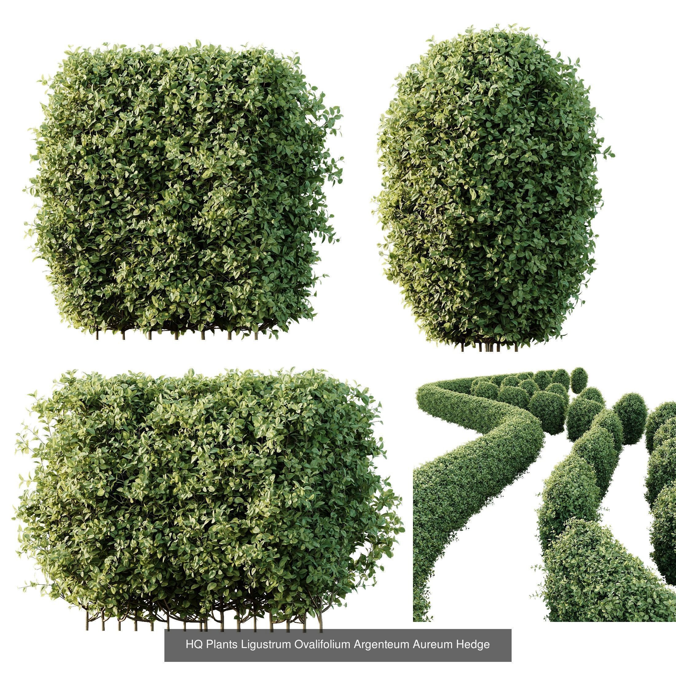 6 Different SETS of Indoor Shrub SET VOL121 3D Model Collection_2