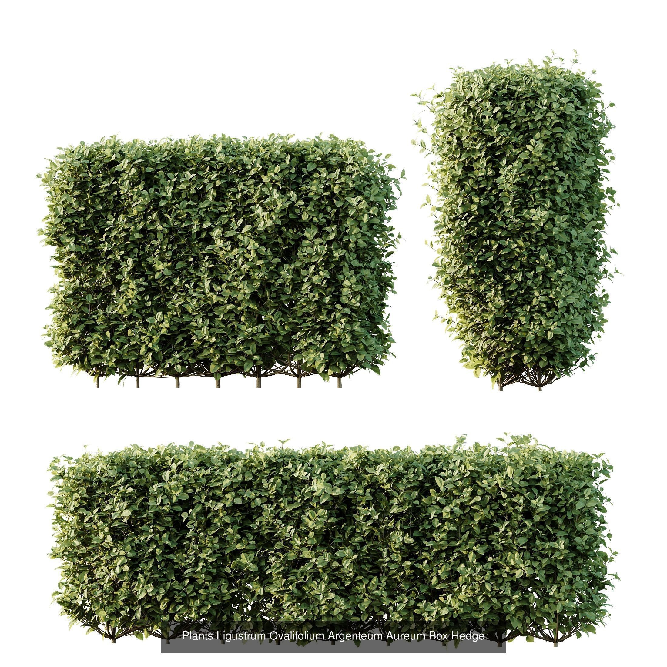 6 Different SETS of Indoor Shrub SET VOL121 3D Model Collection_6