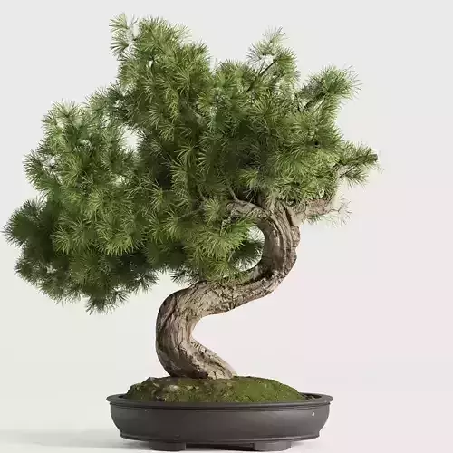 Bonsai Tree set5