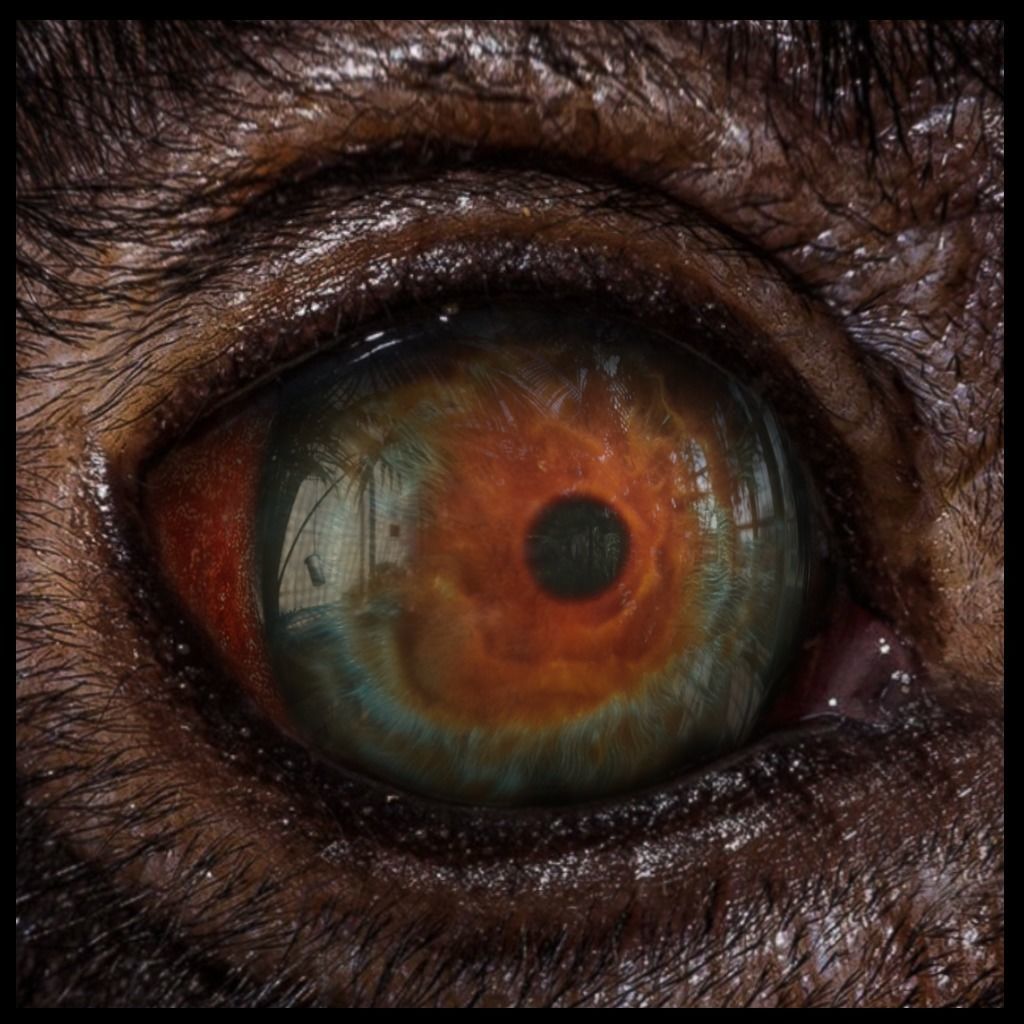 Beast Fantasy Eyes Vol 01 - PBR Low-poly 3D model_13