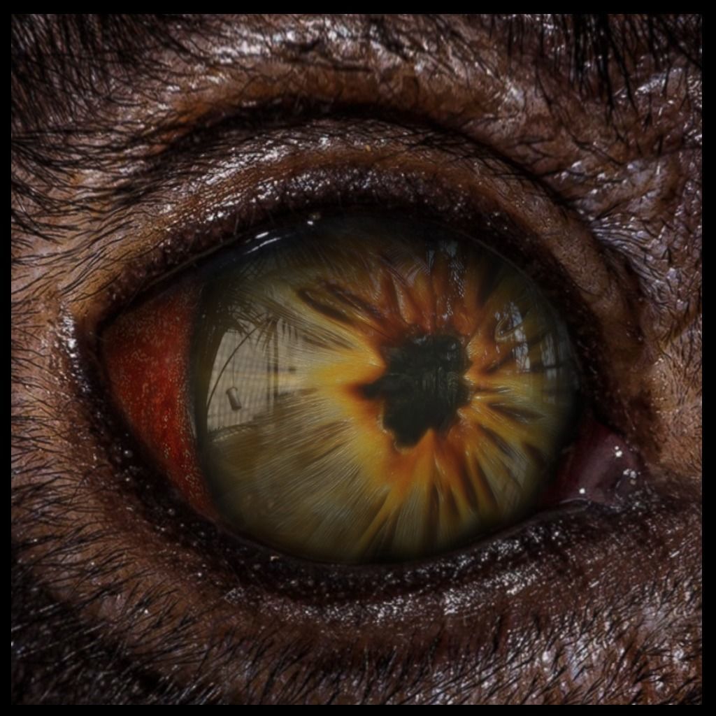 Beast Fantasy Eyes Vol 01 - PBR Low-poly 3D model_9