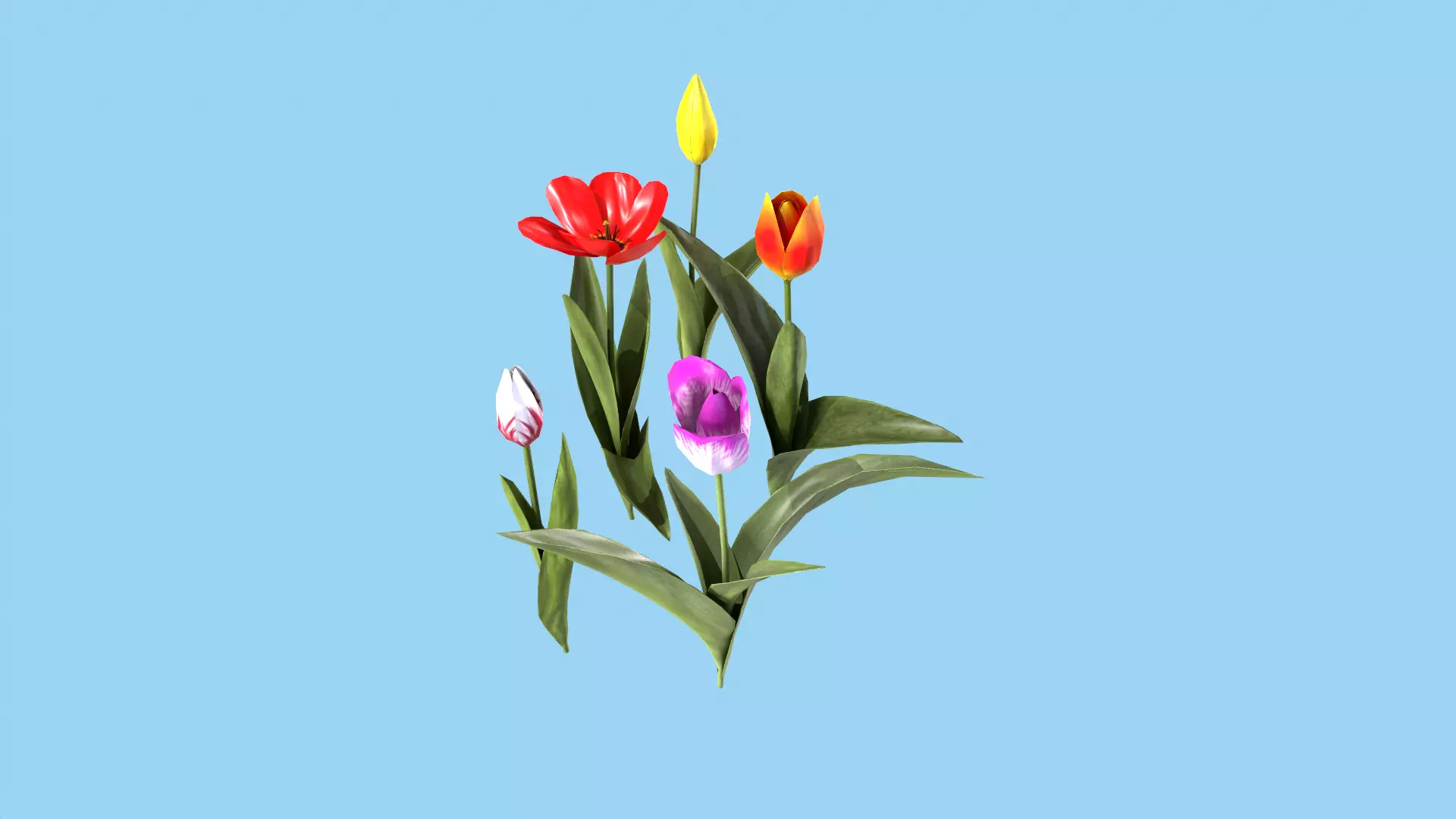 Tulips With Flower Fence Low-poly 3D model_0