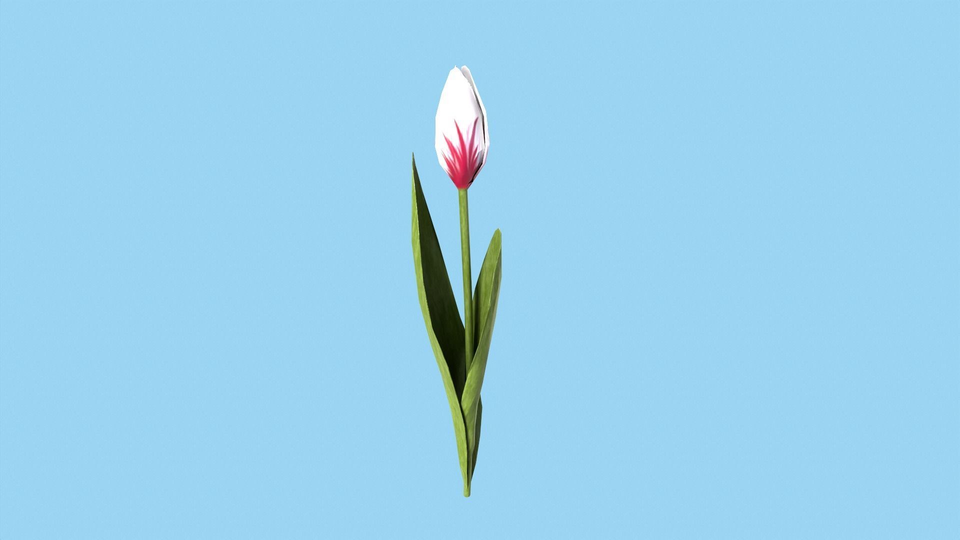 Tulips With Flower Fence Low-poly 3D model_11