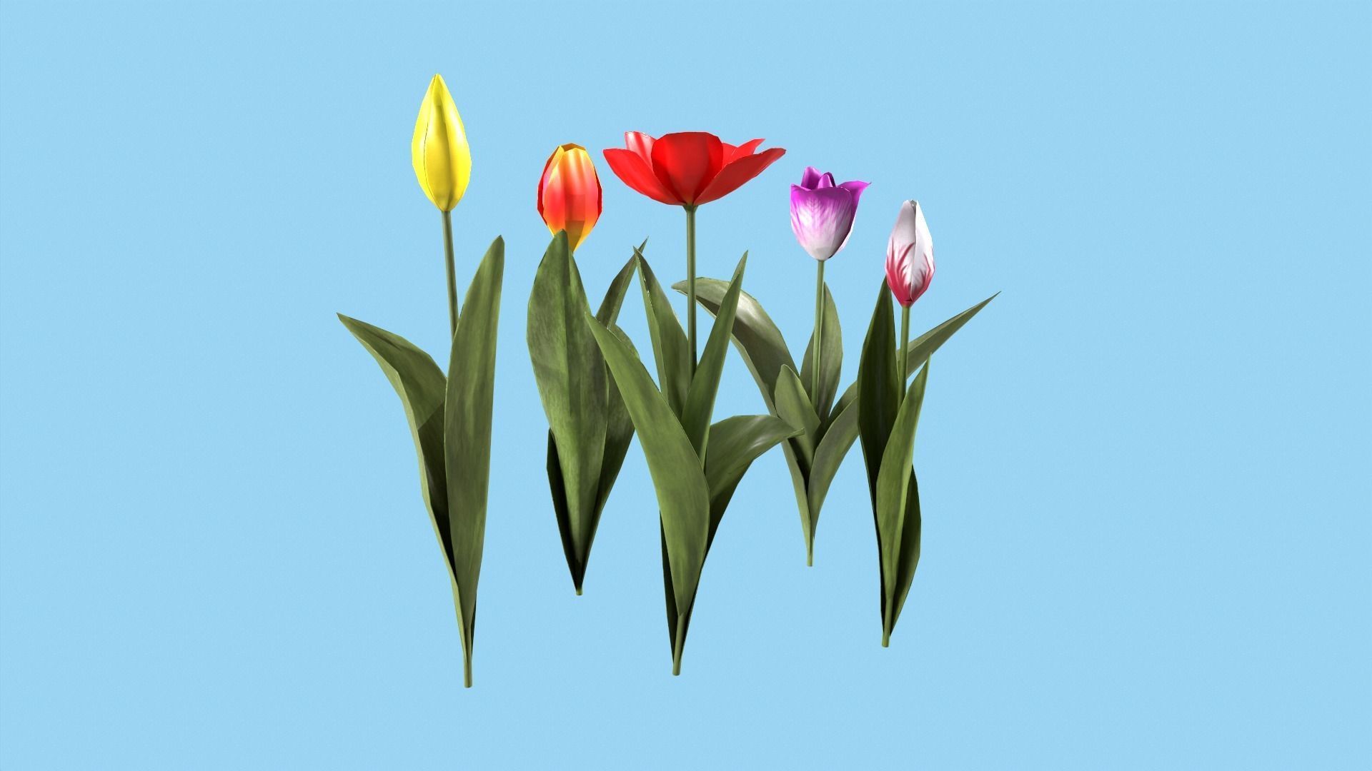 Tulips With Flower Fence Low-poly 3D model_3
