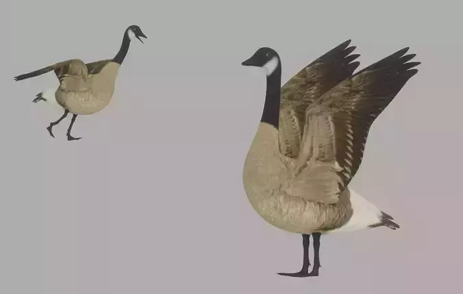 Goose 3D model