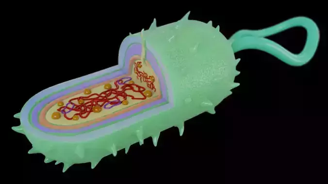 CELULA PROCARIOTA 3D print model