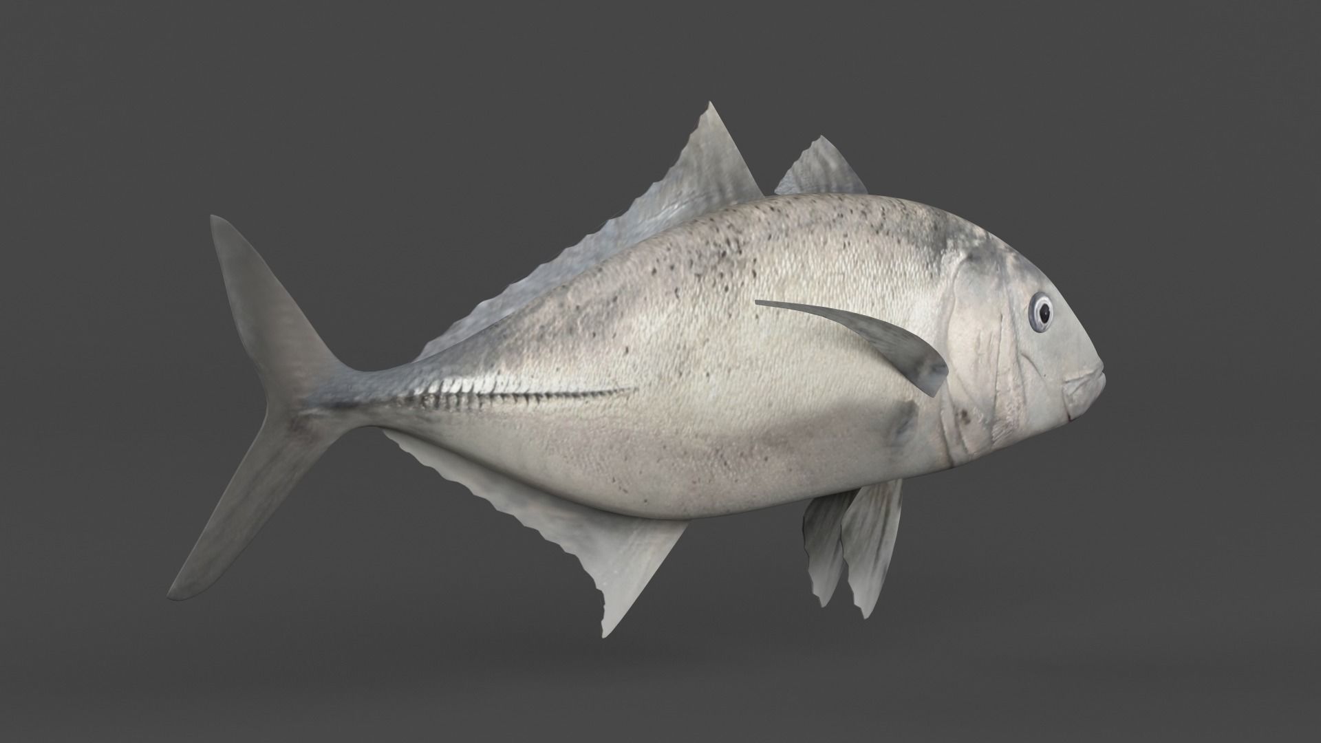 Trevally Fish 3D model_3