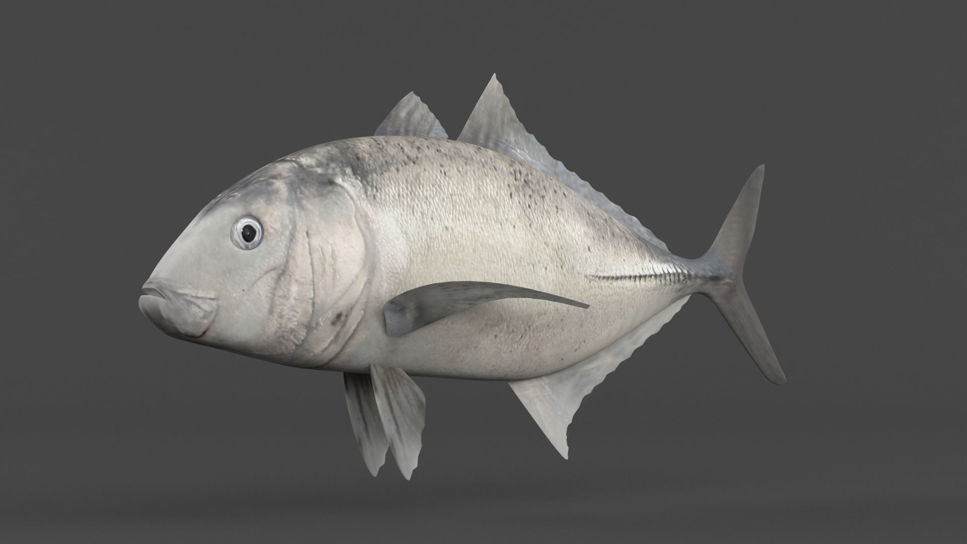 Trevally Fish 3D model_2