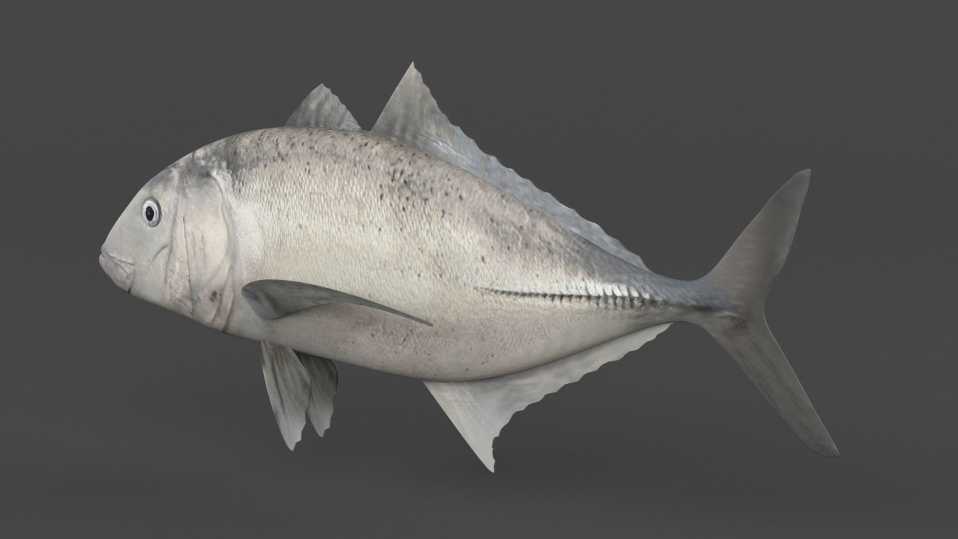 Trevally Fish 3D model_4