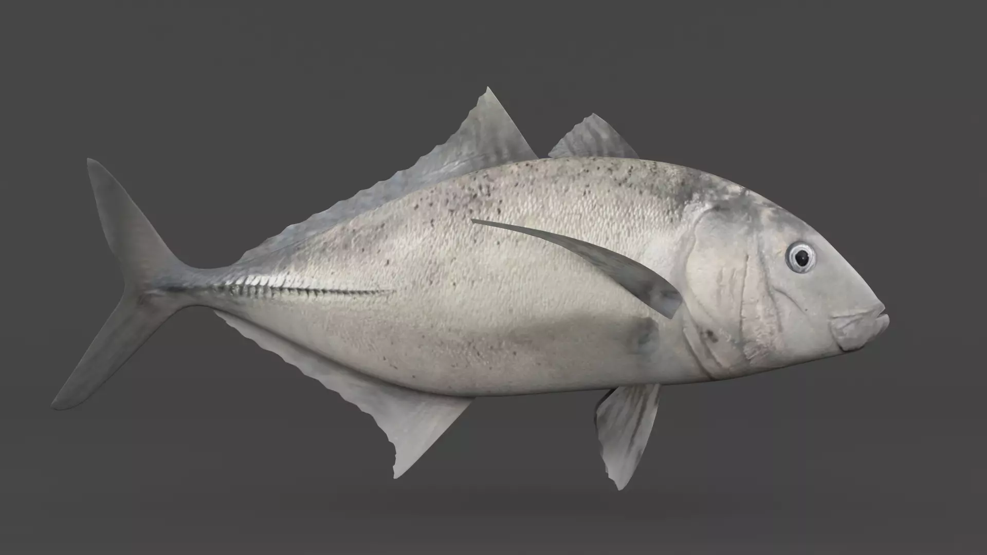 Trevally Fish 3D model_0
